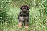 BERGER ALLEMAND 1230